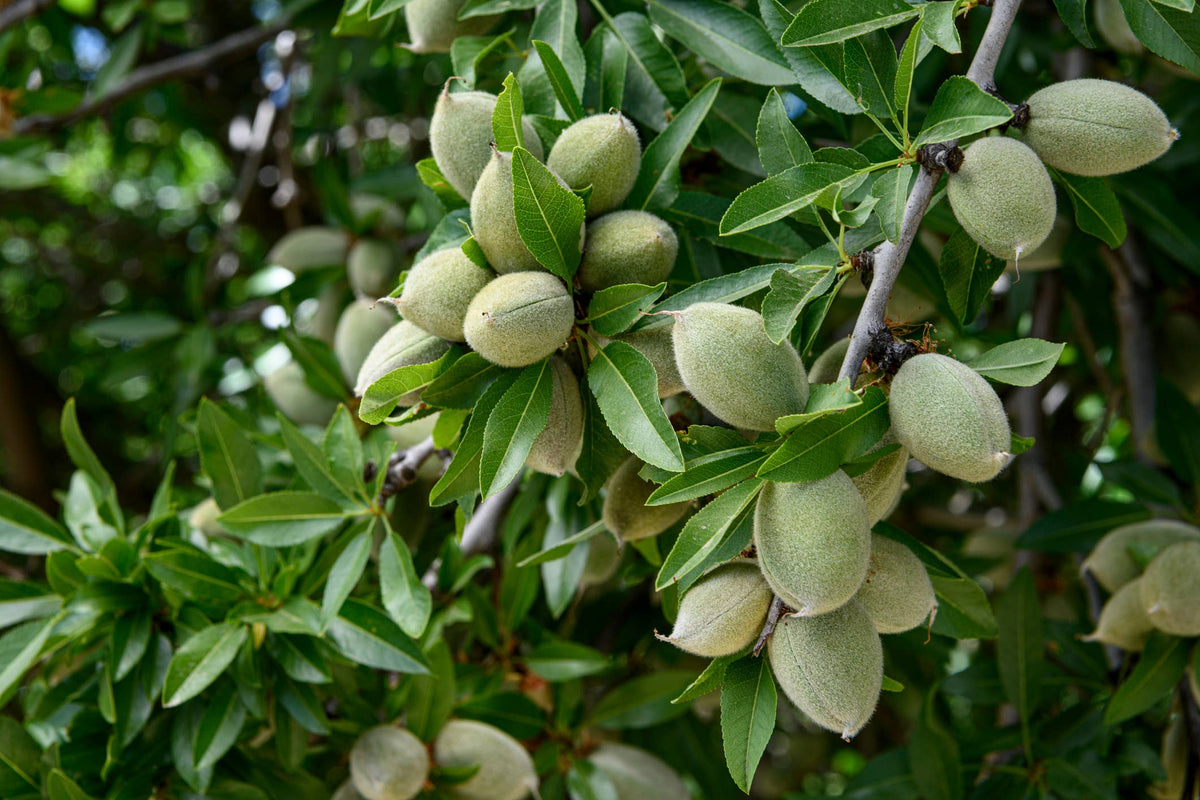 Sweet Almond Oil - 100% Pure Oil: Plastic / 16oz