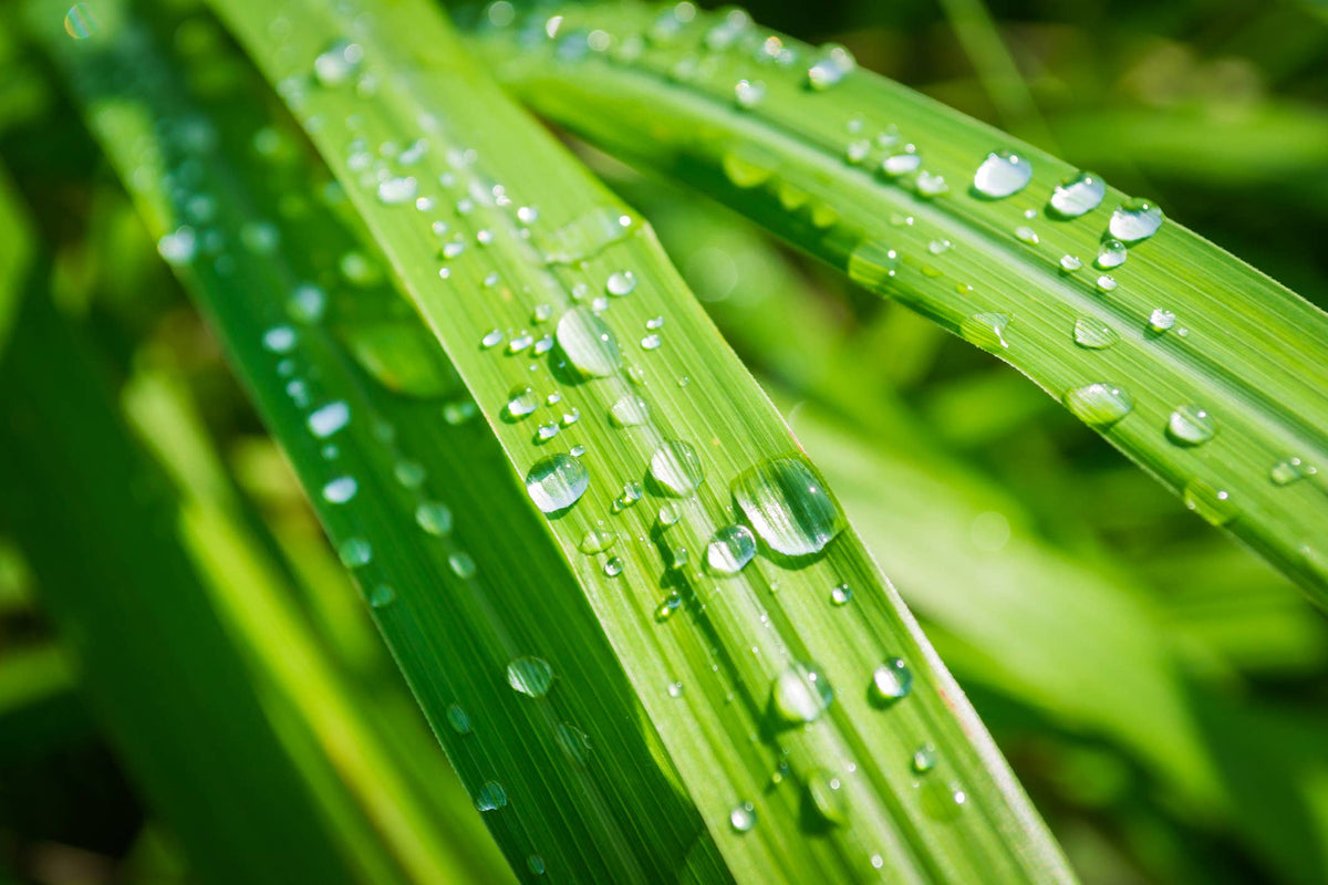 Lemongrass Essential Oil: 2oz